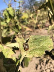 Leptinotarsa decemlineata