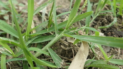 Setaria flavida
