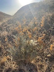 Astragalus asymmetricus