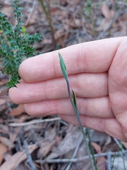 Calochilus