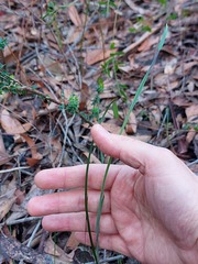 Calochilus