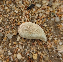 Septifer bilocularis