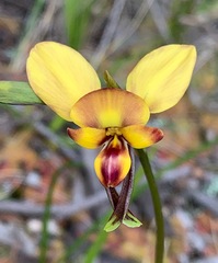 Diuris orientis