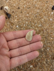 Septifer bilocularis