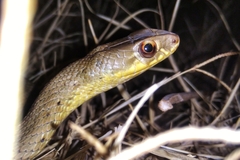 Malpolon monspessulanus