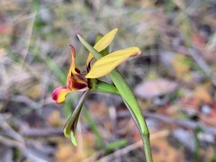 Diuris orientis
