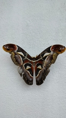 Archaeoattacus edwardsii