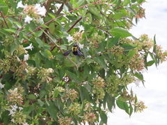 Xylocopa pubescens