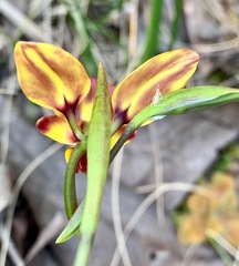 Diuris orientis