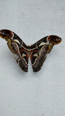 Archaeoattacus edwardsii