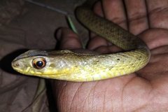 Malpolon monspessulanus