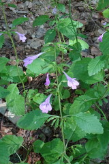 Clinopodium grandiflorum