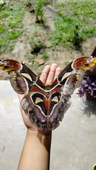 Archaeoattacus edwardsii