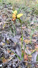 Diuris orientis