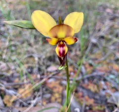 Diuris orientis