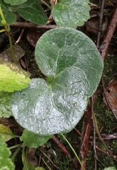 Asarum europaeum