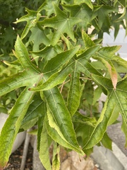 Liquidambar styraciflua