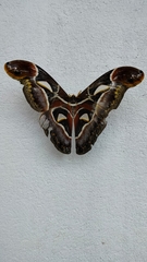 Archaeoattacus edwardsii