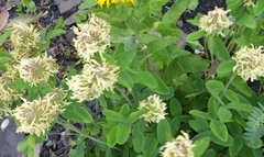 Trifolium ochroleucon