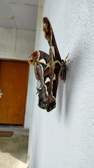 Archaeoattacus edwardsii