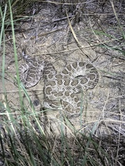 Sistrurus tergeminus