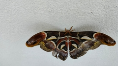 Archaeoattacus edwardsii