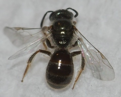 Lasioglossum illinoense