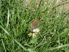 Aricia agestis