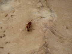 Vespa orientalis