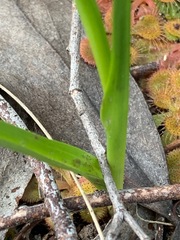 Diuris orientis