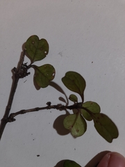 Coprosma spathulata