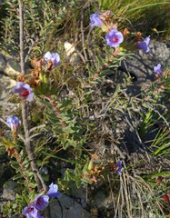Lobostemon fruticosus