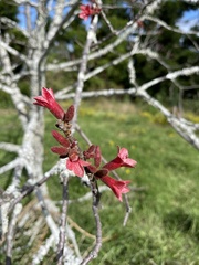 Brachychiton discolor