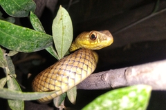 Malpolon monspessulanus