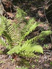 Oreopteris limbosperma