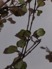 Coprosma spathulata