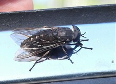 Tabanus novaescotiae