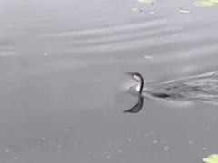 Microcarbo melanoleucos