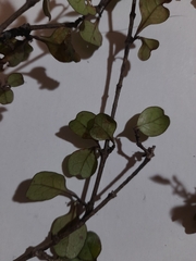 Coprosma spathulata