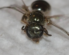 Lasioglossum illinoense