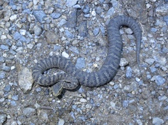 Gloydius ussuriensis