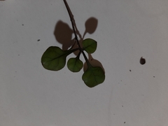 Coprosma spathulata