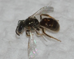 Lasioglossum illinoense