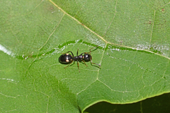 Dolichoderus quadripunctatus