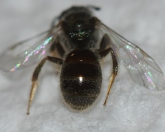Lasioglossum illinoense