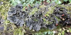 Peltigera