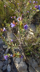 Lobostemon fruticosus