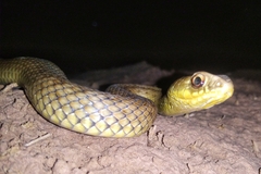 Malpolon monspessulanus