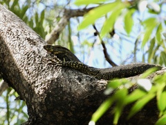 Varanus varius