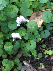 Viola banksii